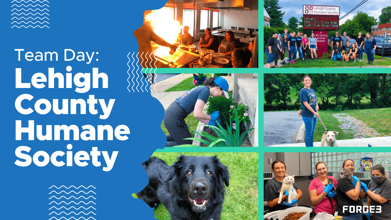 Team Day - Lehigh County Humane Society - Collage of Team Volunteering at Animal Shelter