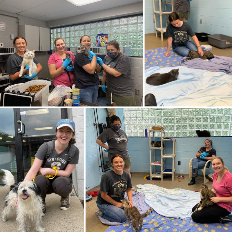 Lehigh County Humane Society - Collage of 4 Images of Team With Animals