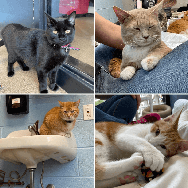 Lehigh County Humane Society - Collage of Photos of Cats