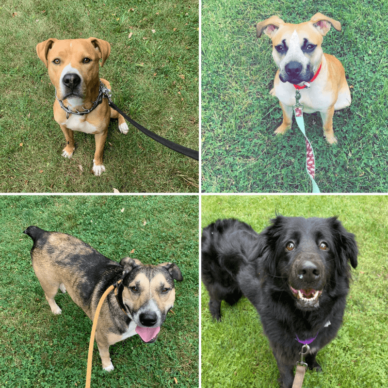 Lehigh County Humane Society - Collage of Photos of Dogs