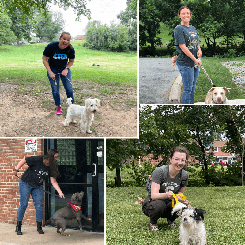 Lehigh County Humane Society - Collage of Photos of Team Walking Dogs