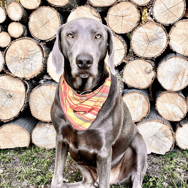 World Pet Day - Alexis Dog in Front of Wood Pile