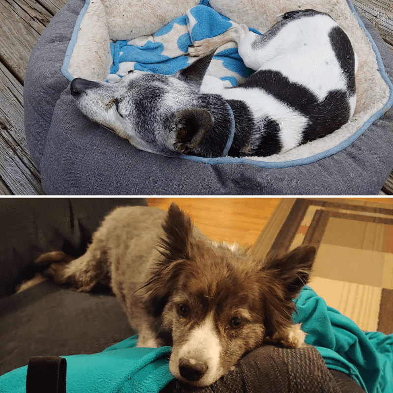 World Pet Day - Beckys Dogs Sleeping