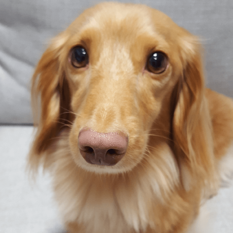 World Pet Day - Bethanys Dog Face