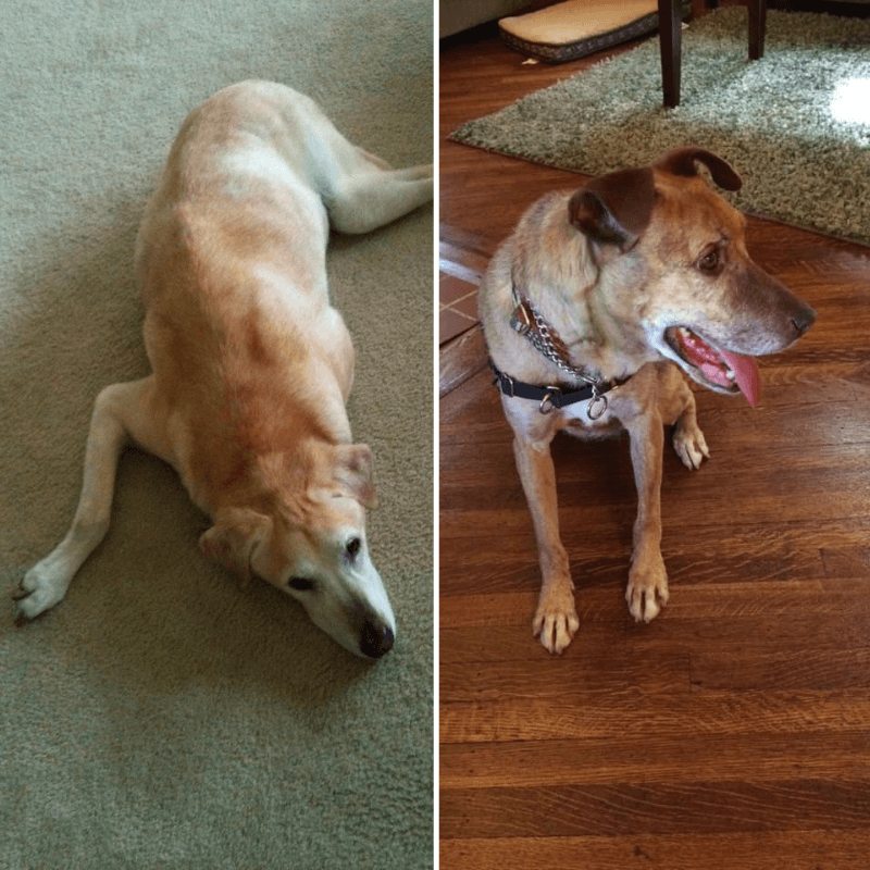 World Pet Day - Collage of Michelles Dogs