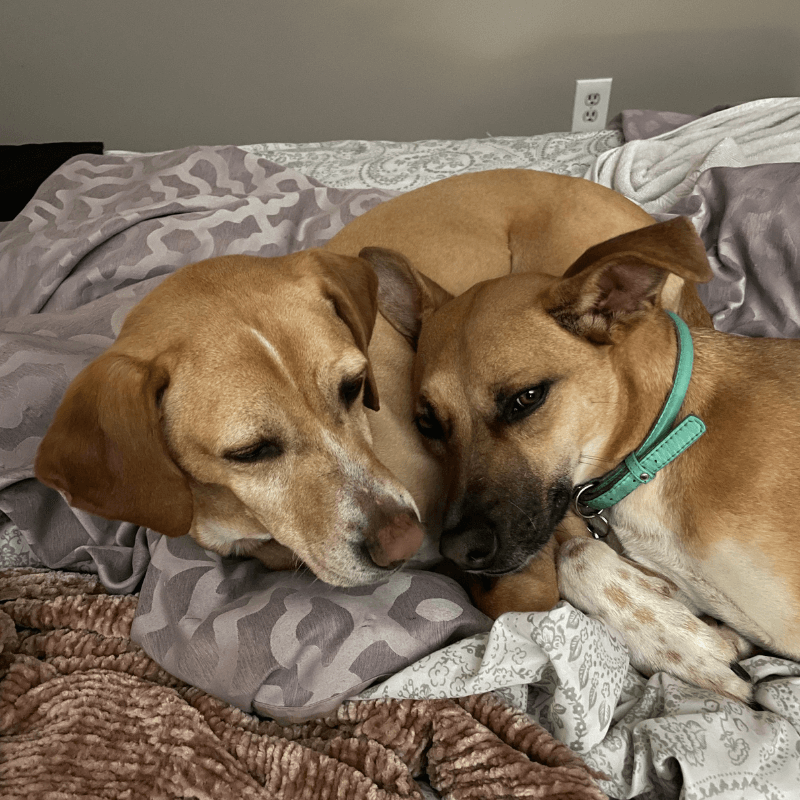 World Pet Day - Devons Dogs Laying Together