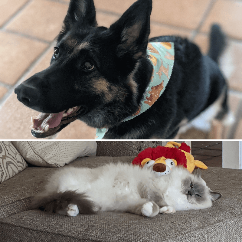 World Pet Day - Ewas Dog and Cat