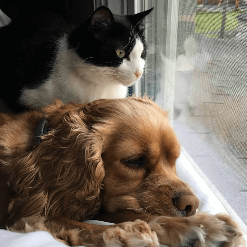 World Pet Day - Jillias Cat and Dog Looking Out a Window