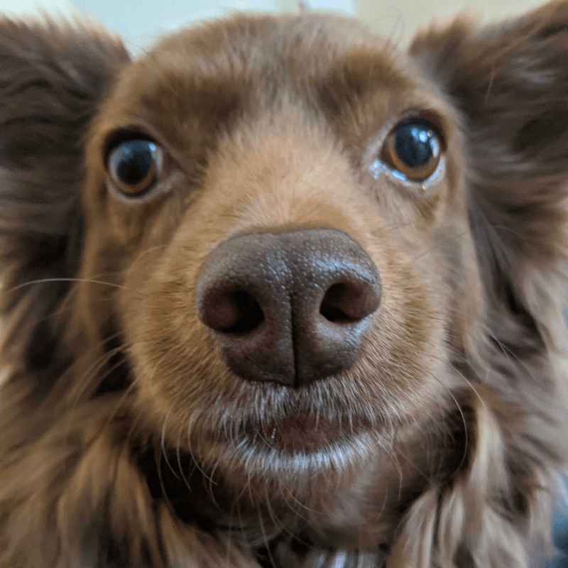 World Pet Day - Joleens Dogs Face