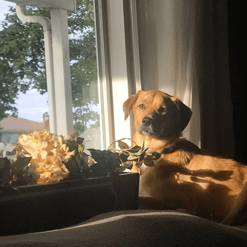 World Pet Day - Justine's Dog Sitting Near Window and Flowers