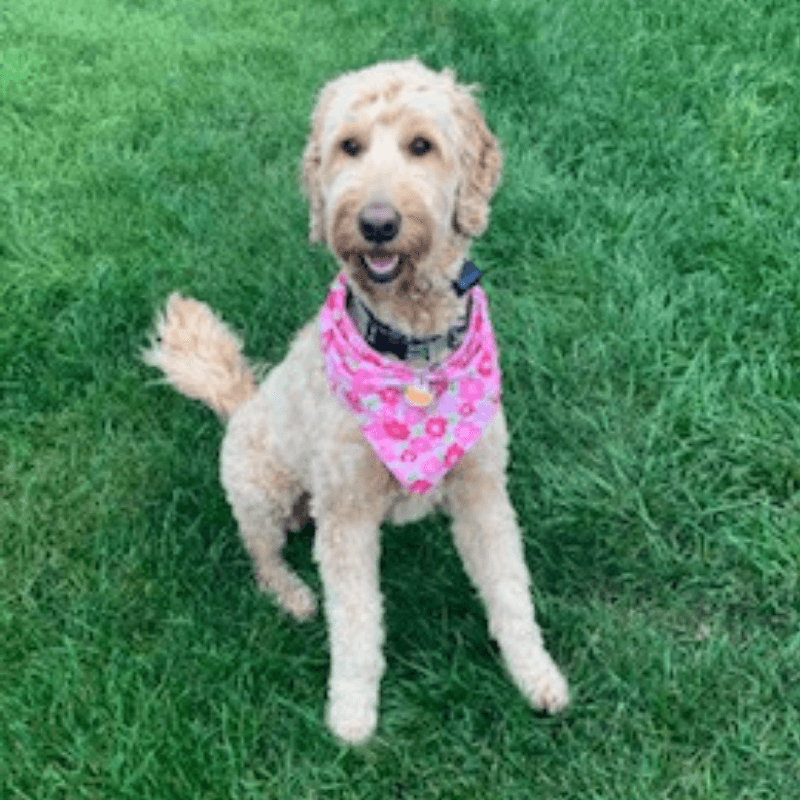 World Pet Day - Kassies Dog on Grass