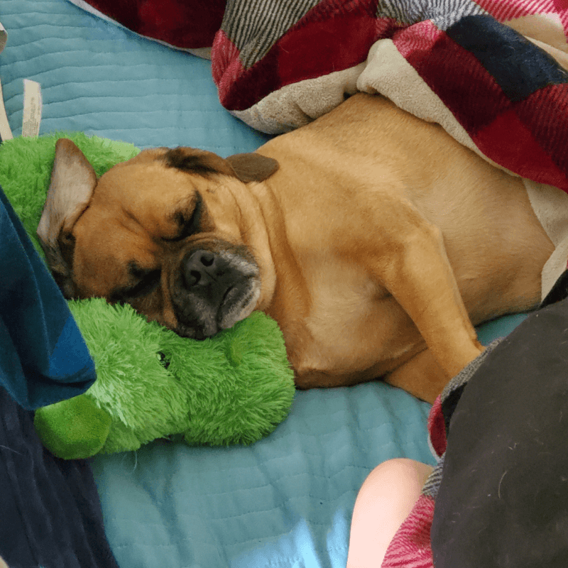 World Pet Day - Keiras Dog Sleeping