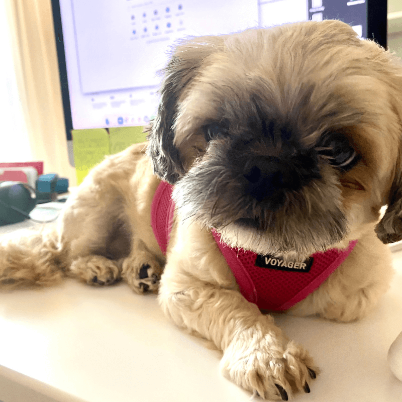 World Pet Day - Lizs Dog Laying on Desk