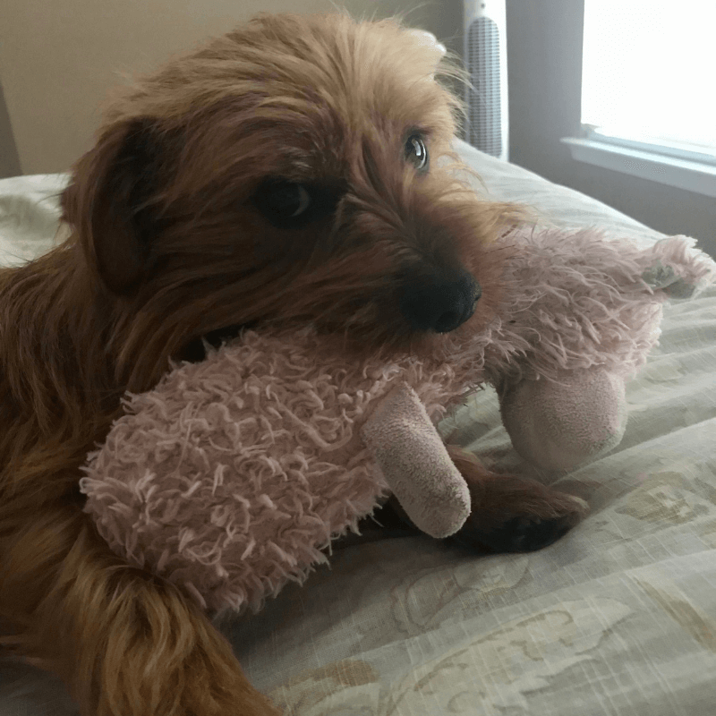 World Pet Day - Monikas Dog Holding a Toy