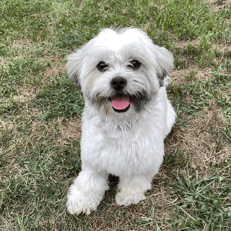 World Pet Day - Stephs Dog Sitting on Grass