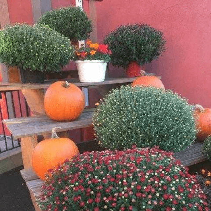 Favorite Things About Fall - Pumpkins and Mums on Wooden Steps