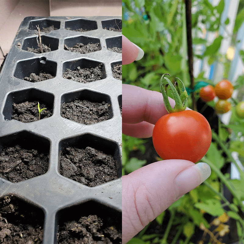 Best of 2021 - Collage of Images of Seedlings and a Hand Holding a Small Tomato